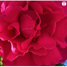 Photo of Pavini Moray Photo of Pavini Moray