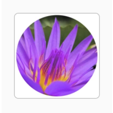 Photo of Violet Glass Forever Photo of Violet Glass Forever