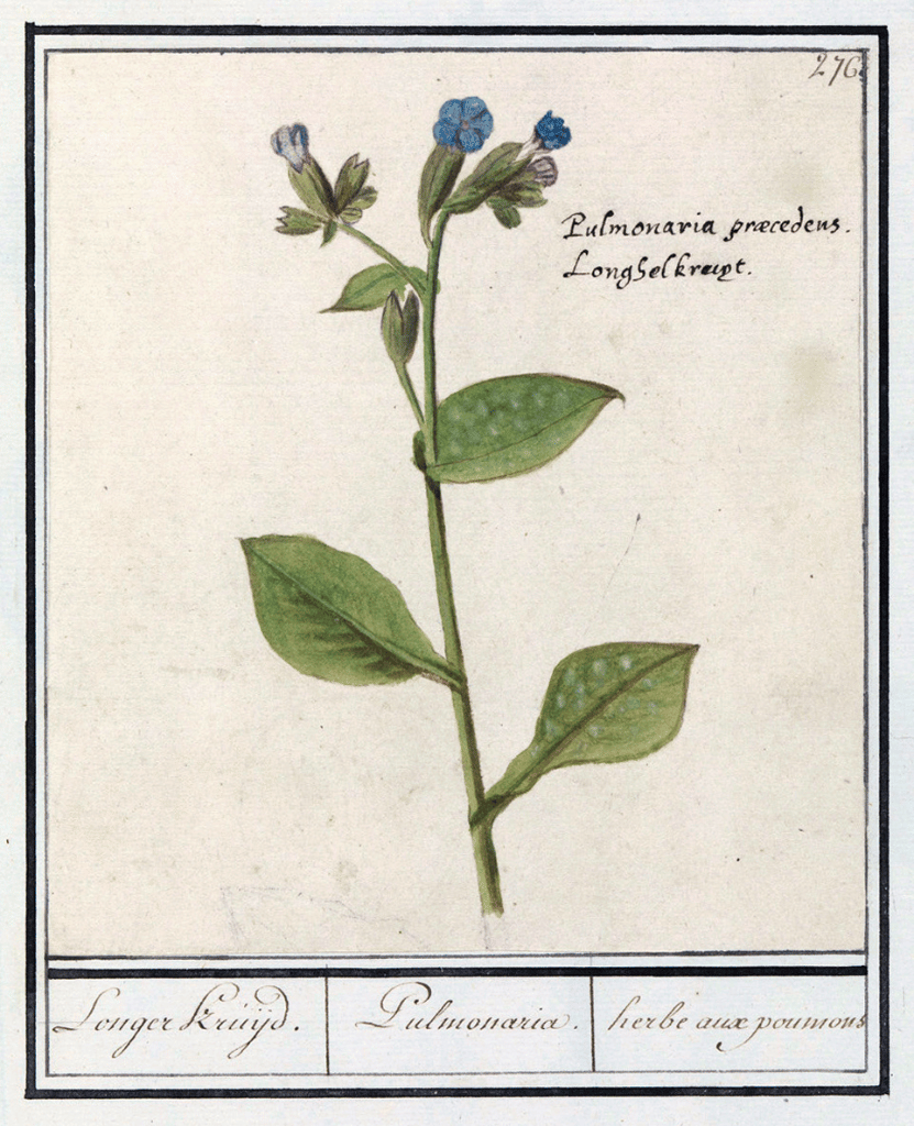 Lungwort Herb Leaves pulmunaria and example of