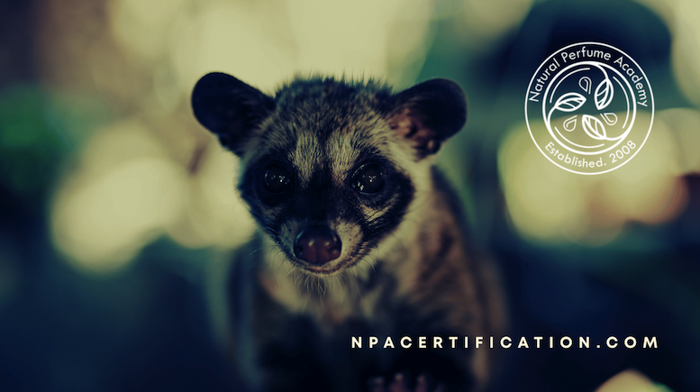 Close-up of a wild African civet with bright eyes in a forest setting