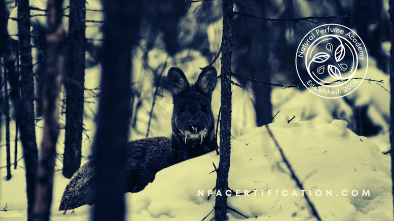 A Siberian musk deer peeking through a snowy forest, representing the natural origin of traditional musk.
