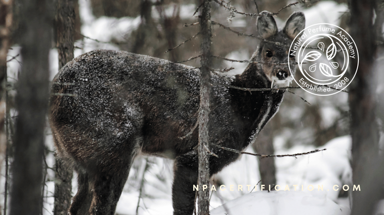 A side profile of a musk deer in a Siberian forest, alert and partially hidden by trees.