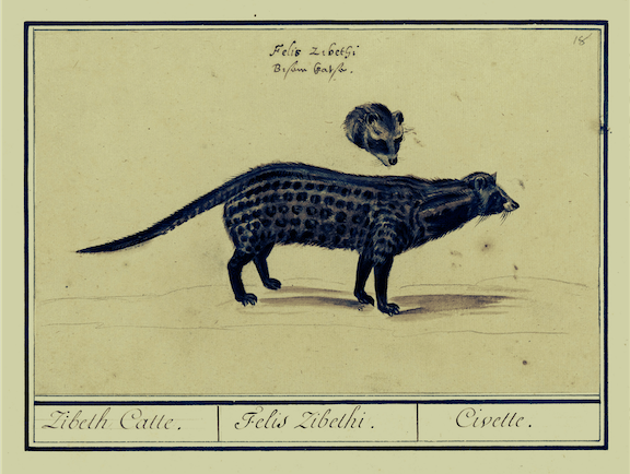 Exploiting the Civet for Musk: Yields, Cruelty, and Ethical Dilemmas Exploiting the Civet for Musk: Yields, Cruelty, and Ethical Dilemmas