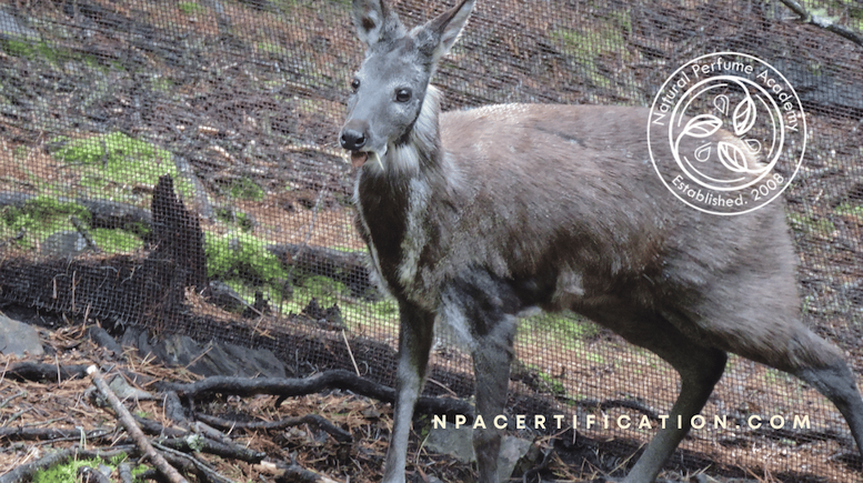 Tonquin and Siberian Musk: The Tragic Scent of Cruelty