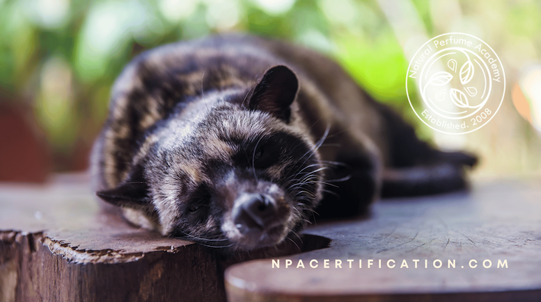 A civet lies curled on a wooden bench, eyes closed and relaxed