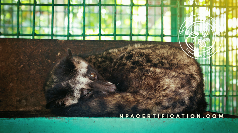 A civet curled inside a metal cage enclosure under artificial lighting