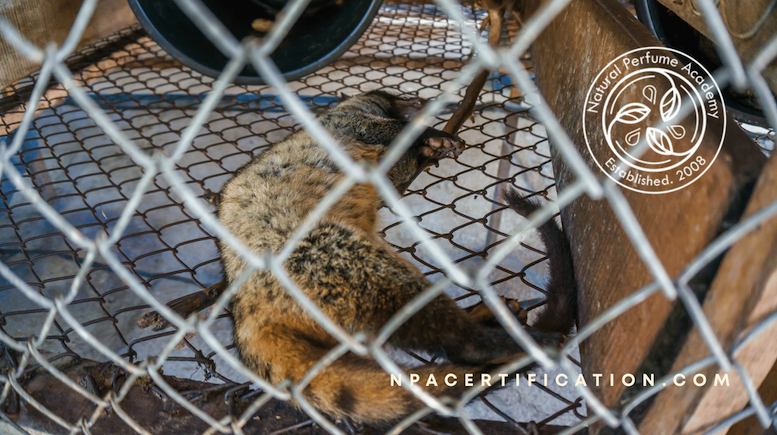 A civet lying on mesh flooring inside a wire cage, viewed through fencing